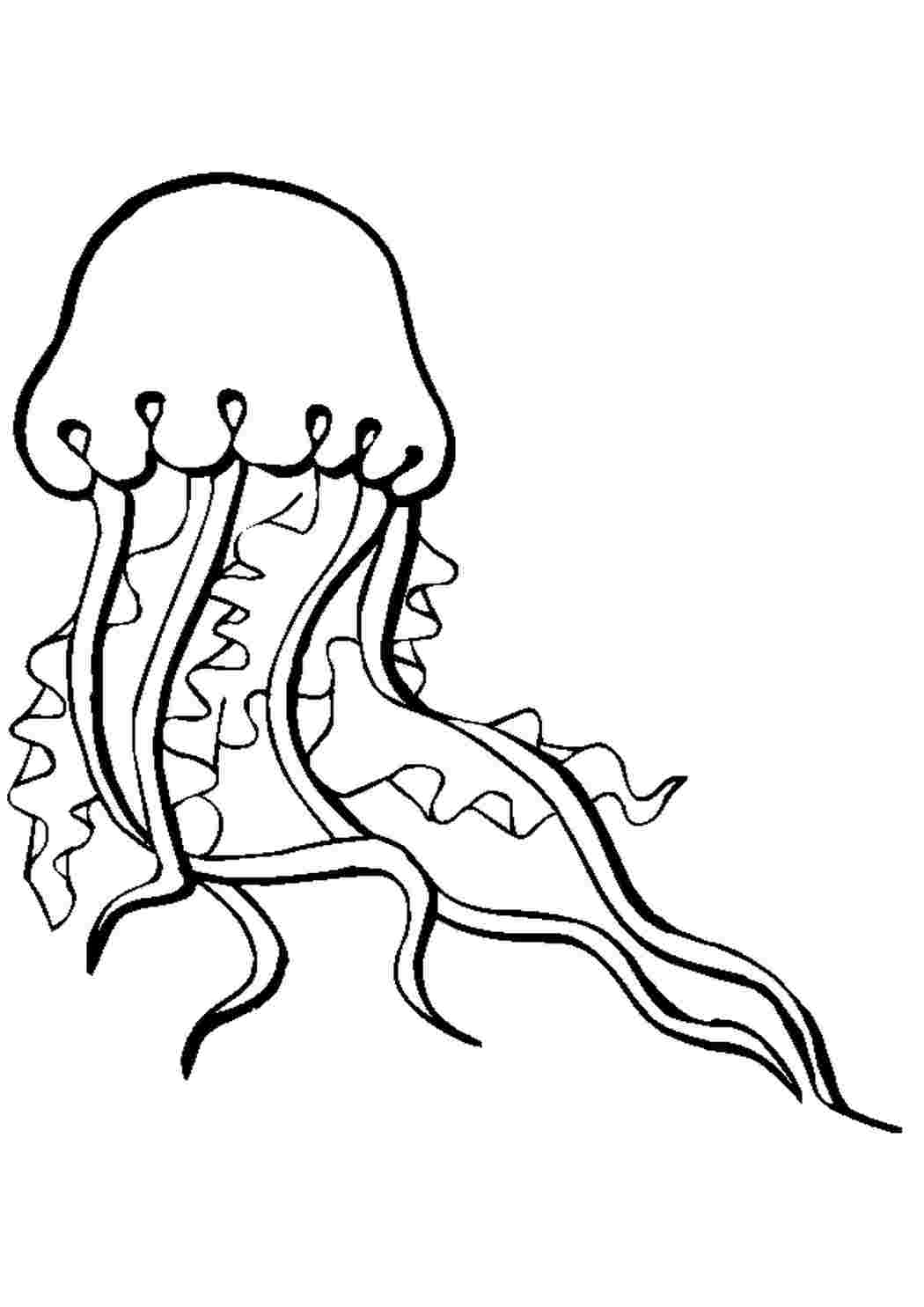 раскраски животных раскраска медуза. Раскраска без регистарции.