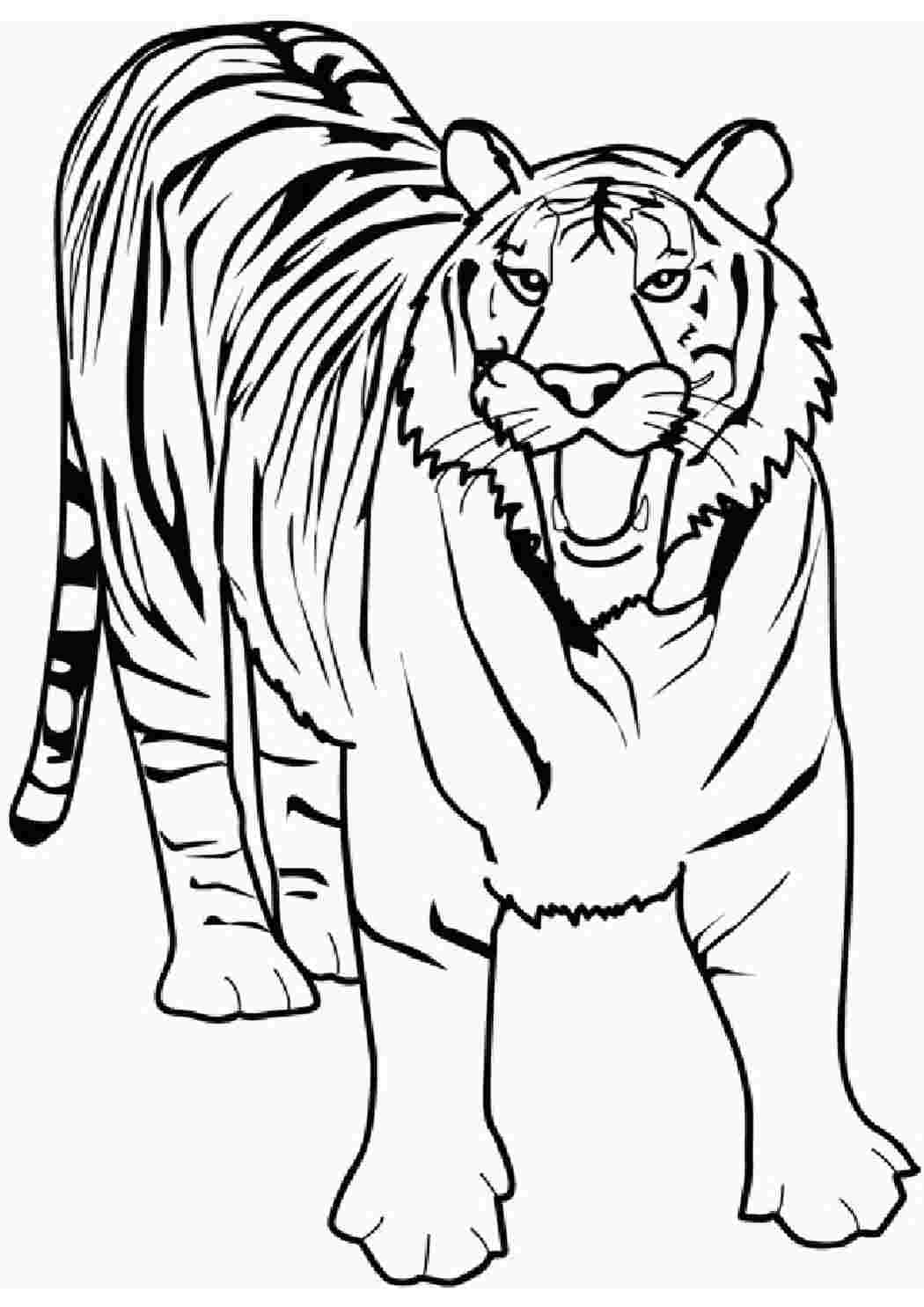 Изображения по запросу Тигр раскраска