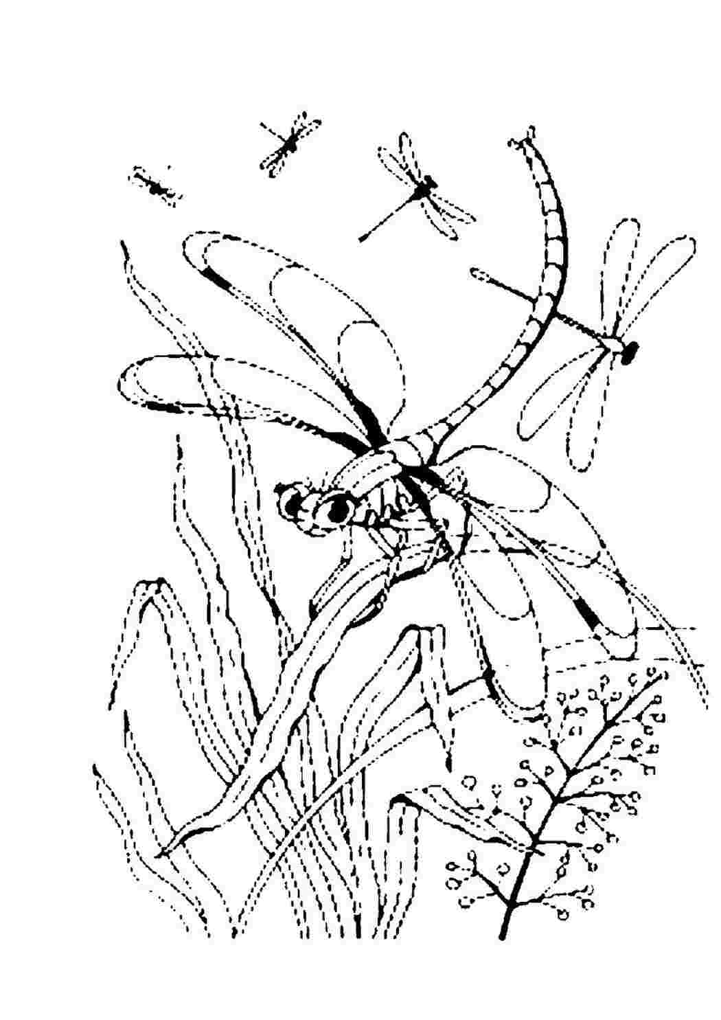 Раскраски раскраски животные насекомые раскраска стрекоза. Раскрашивать онлайн. раскраски животные насекомые раскраска стрекоза. Разукраски.