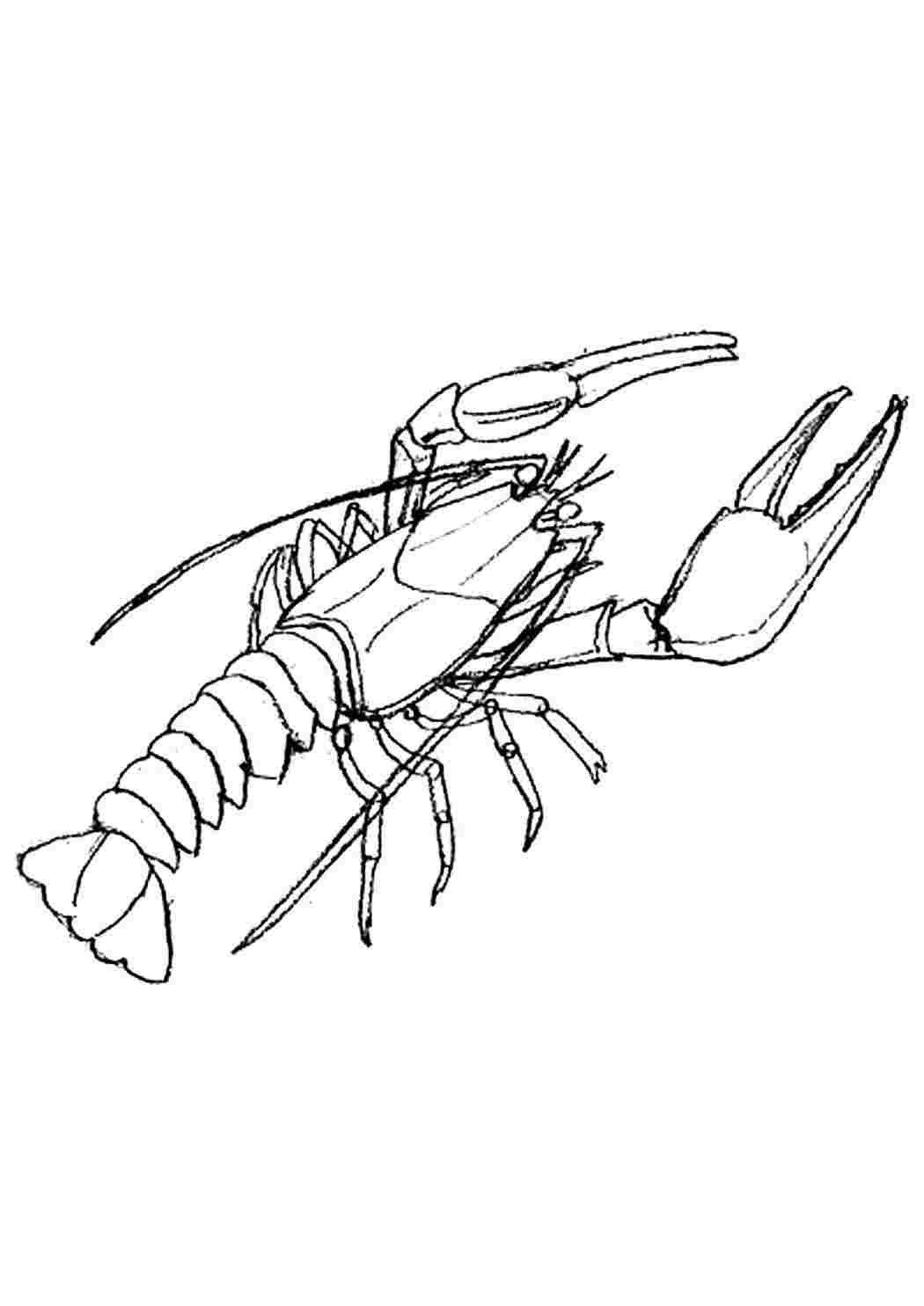 раскраски животные раскраска рак. Раскраска без регистарции.