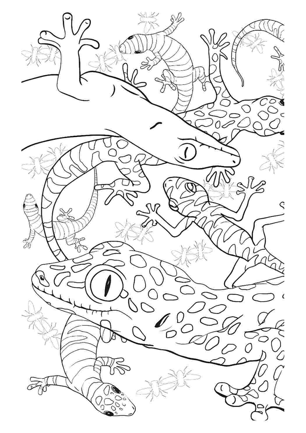 Раскраски Морские ящерицы. Сайт с раскрасками. Морские ящерицы. Бесплатные раскраски.