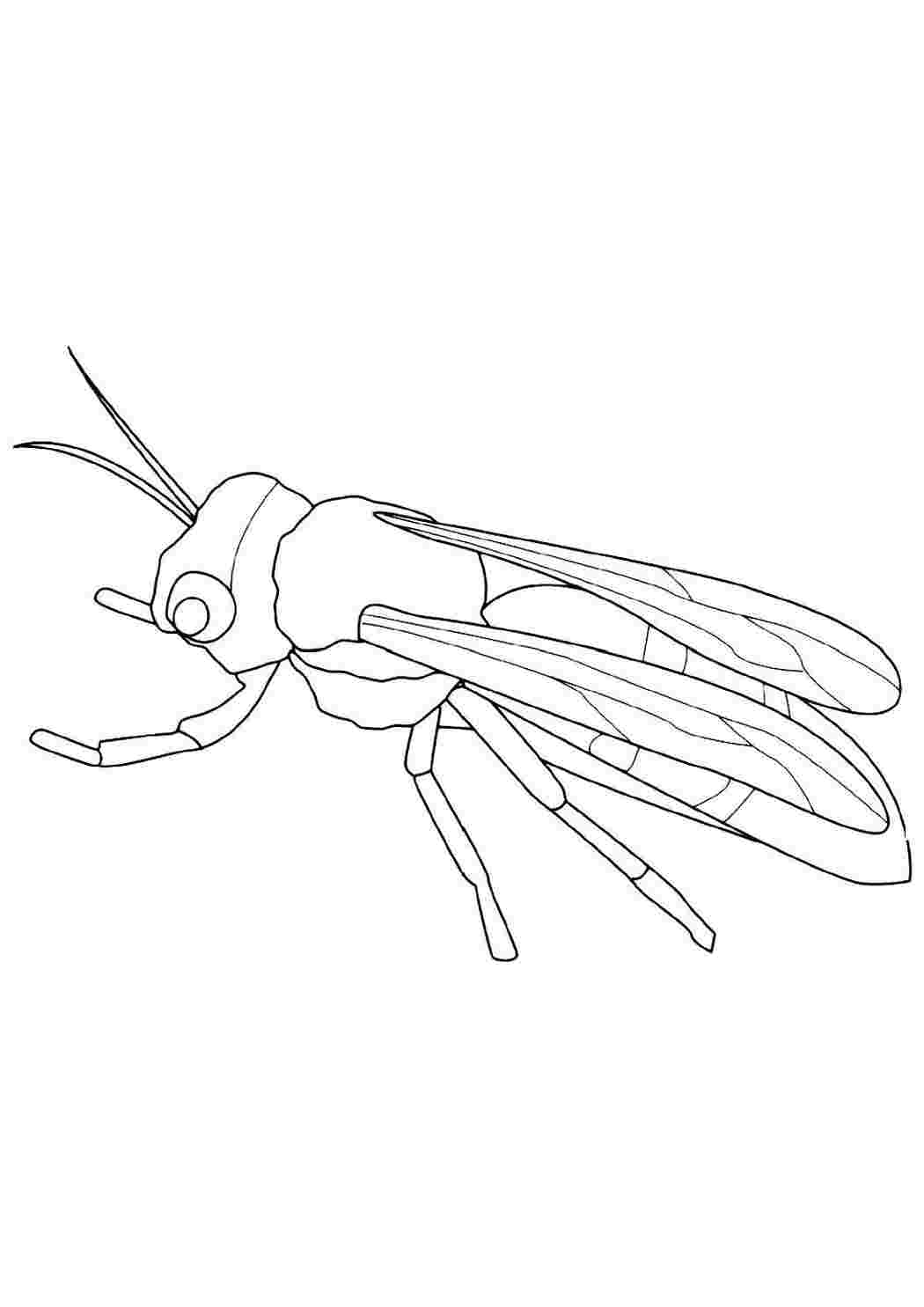 Раскраски раскраски животные насекомые. Распечатать раскраски на сайте. раскраски животные насекомые. Разукраска.