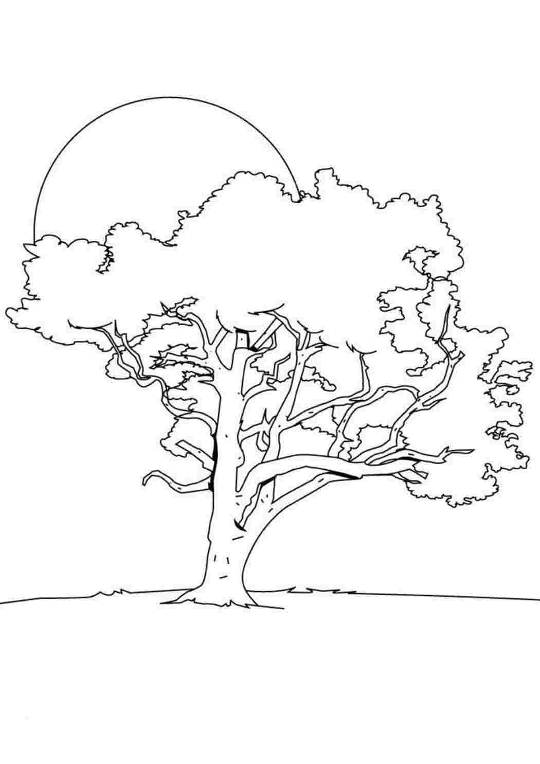 Раскраска Листья дуба