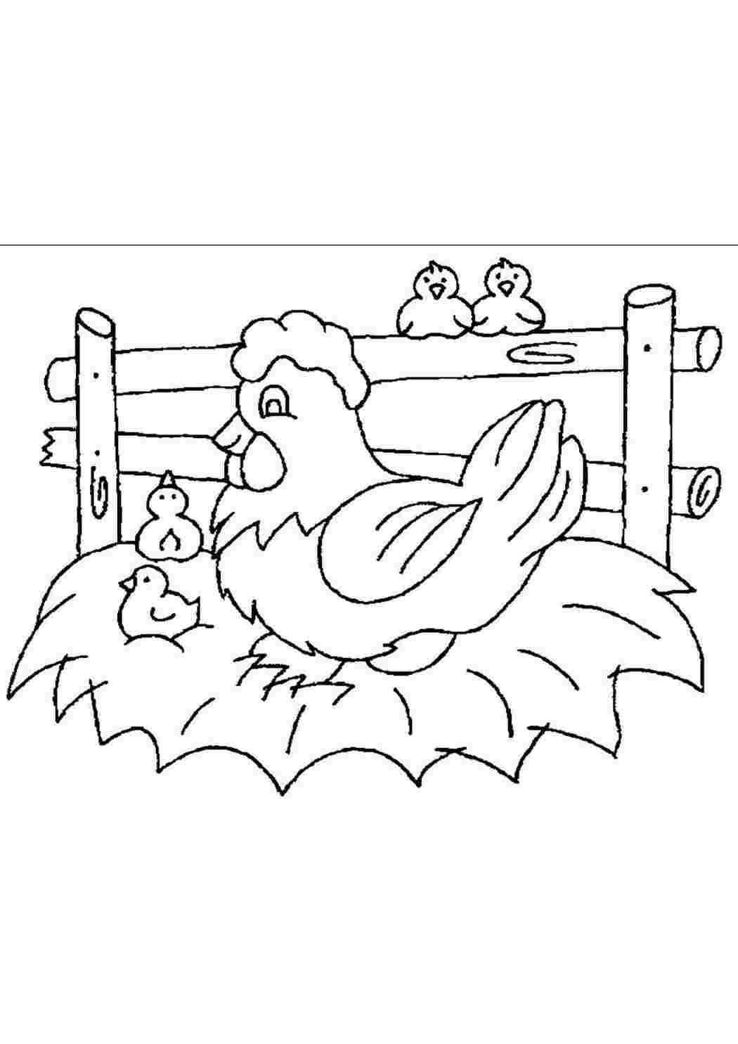 Раскраски курица, Раскраска Курица Домашние животные.