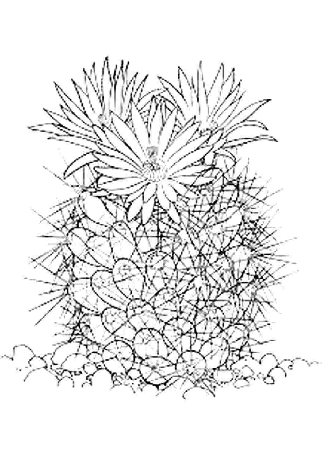 Раскраски раскраска кактус. Разукрашки. раскраска кактус. Развивающие раскраски.