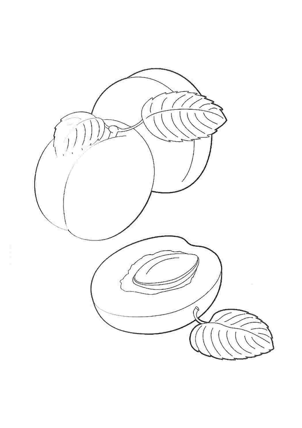 раскраска абрикос. Распечатать раскраски.