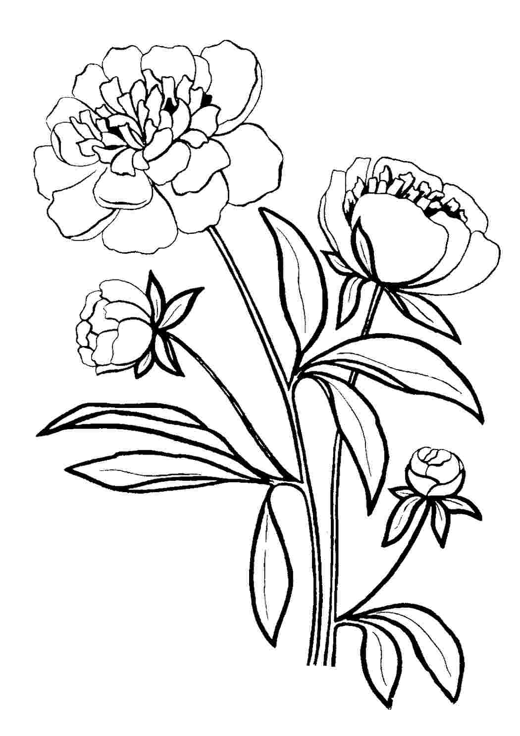 Раскраска Орхидея Клейстес