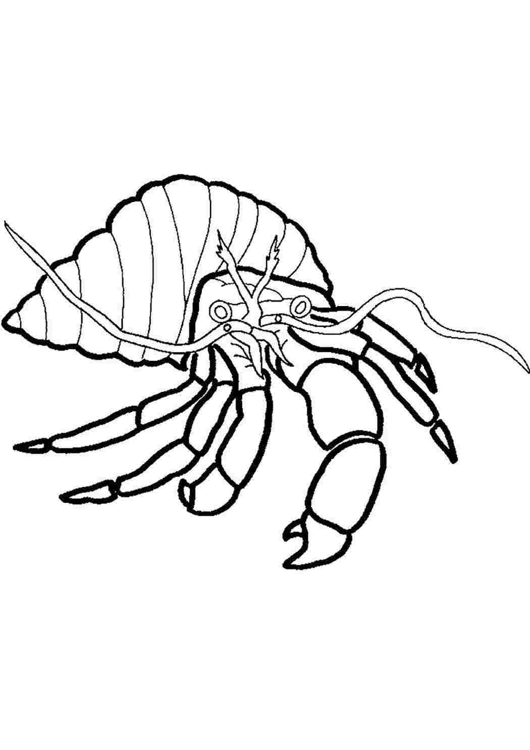 Раскраски раскраски животные раскраска краб. Черно белые раскраски. раскраски животные раскраска краб. Разукрашки.