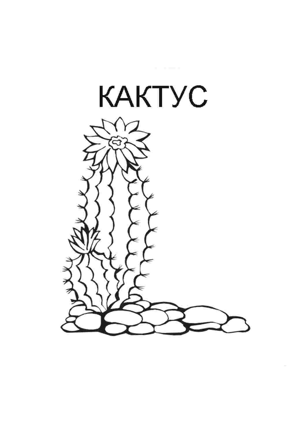 Раскраски кактус. Раскраски для развития. кактус. Раскраска.