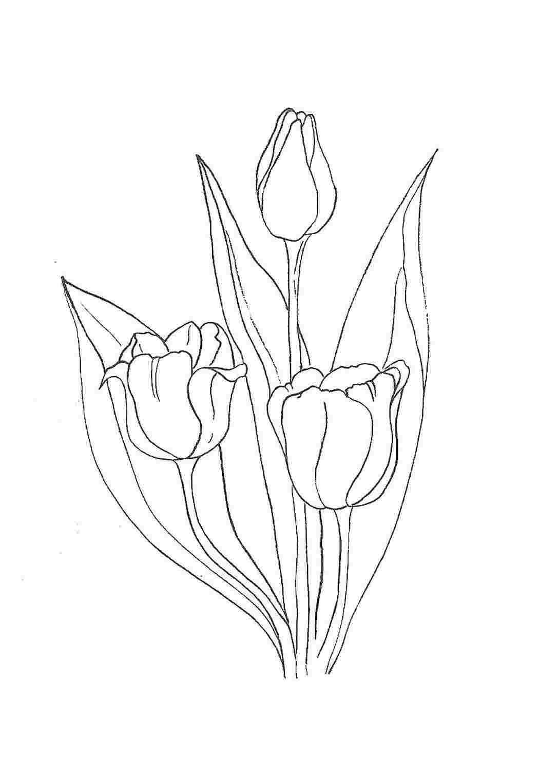 Раскраски Цветы Тюльпаны - Распечатать