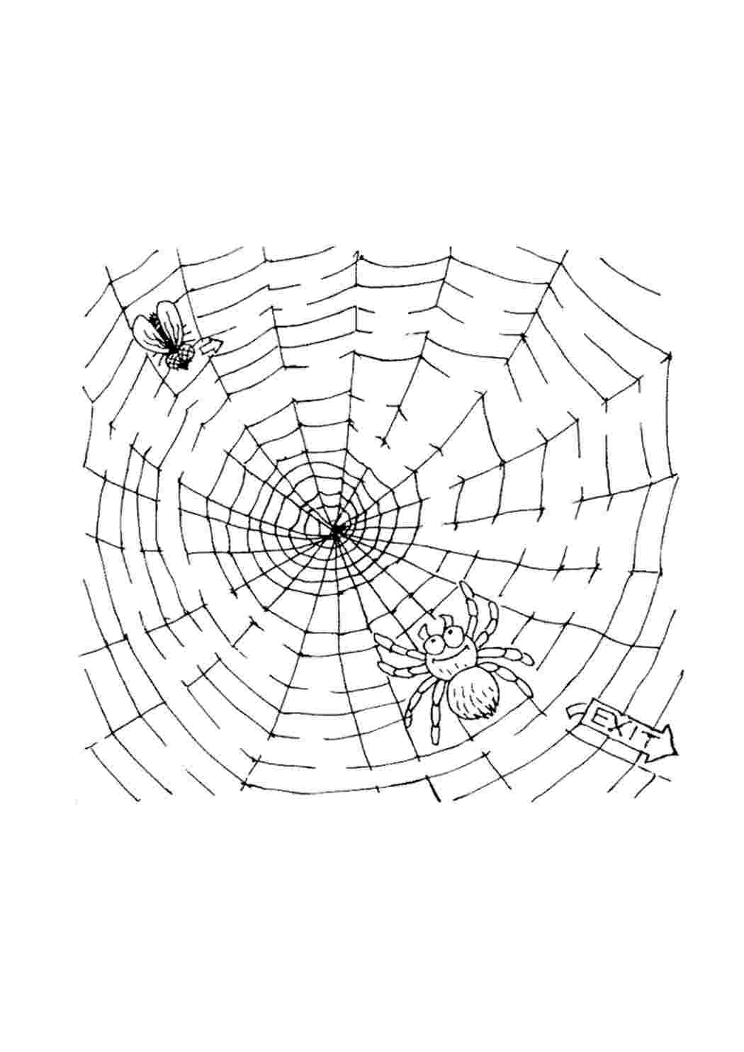 Паутина паук Изображения – скачать бесплатно на Freepik