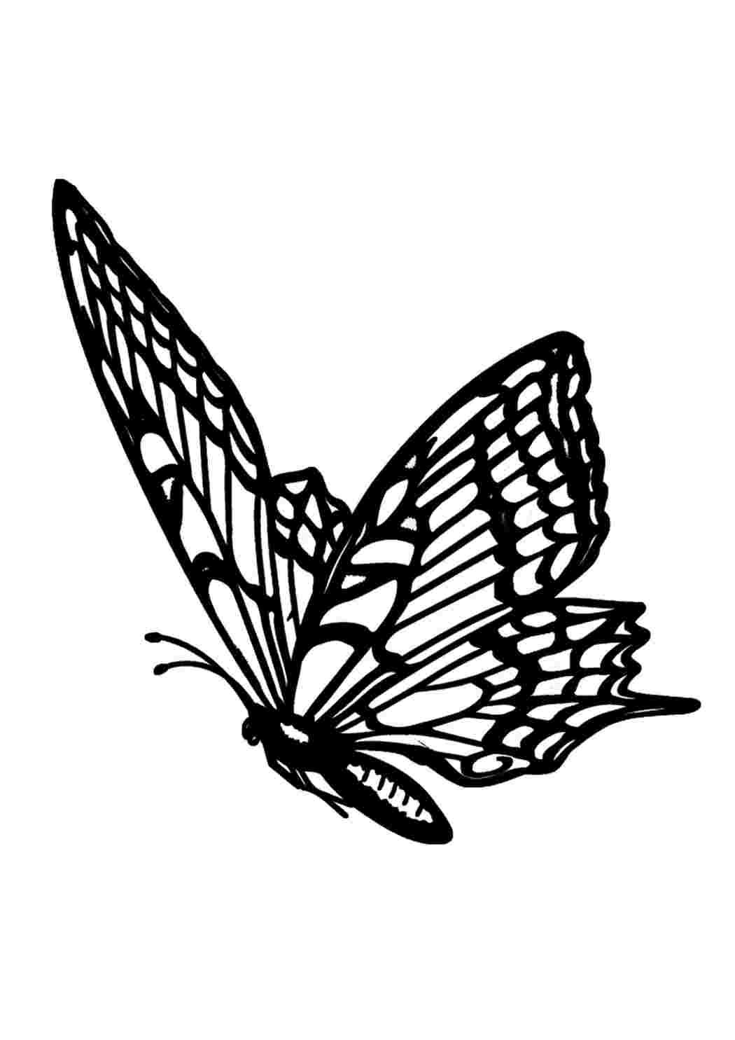 Бабочки для срисовки черно белые - 73 фото