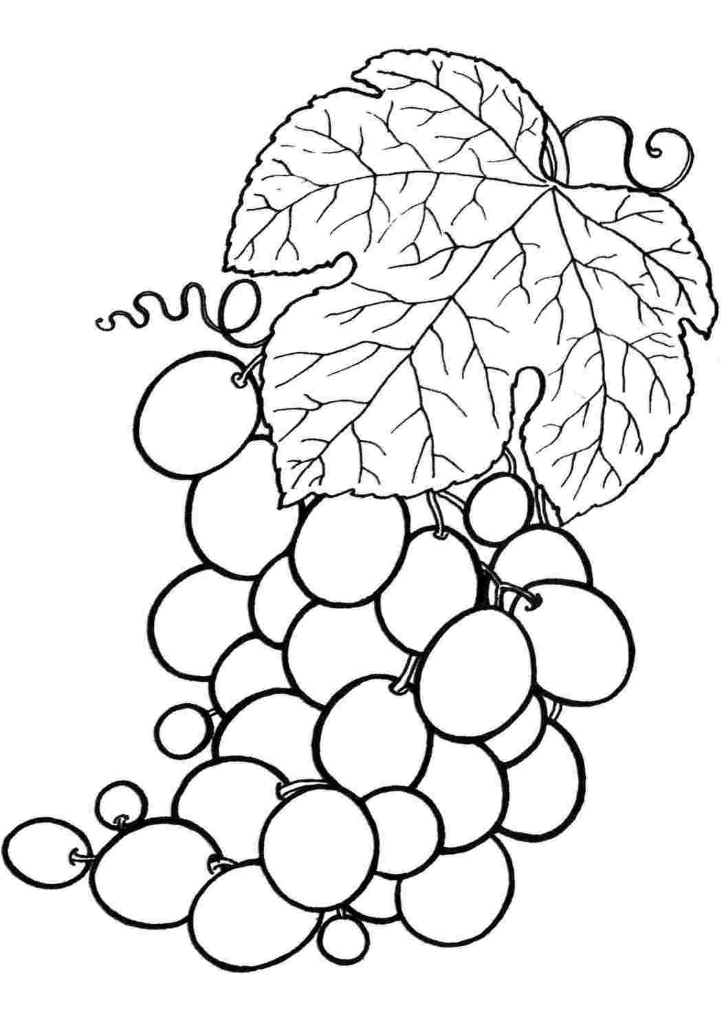 Раскраски раскраска виноград. Распечатать раскраски на сайте. раскраска виноград. Раскраски.
