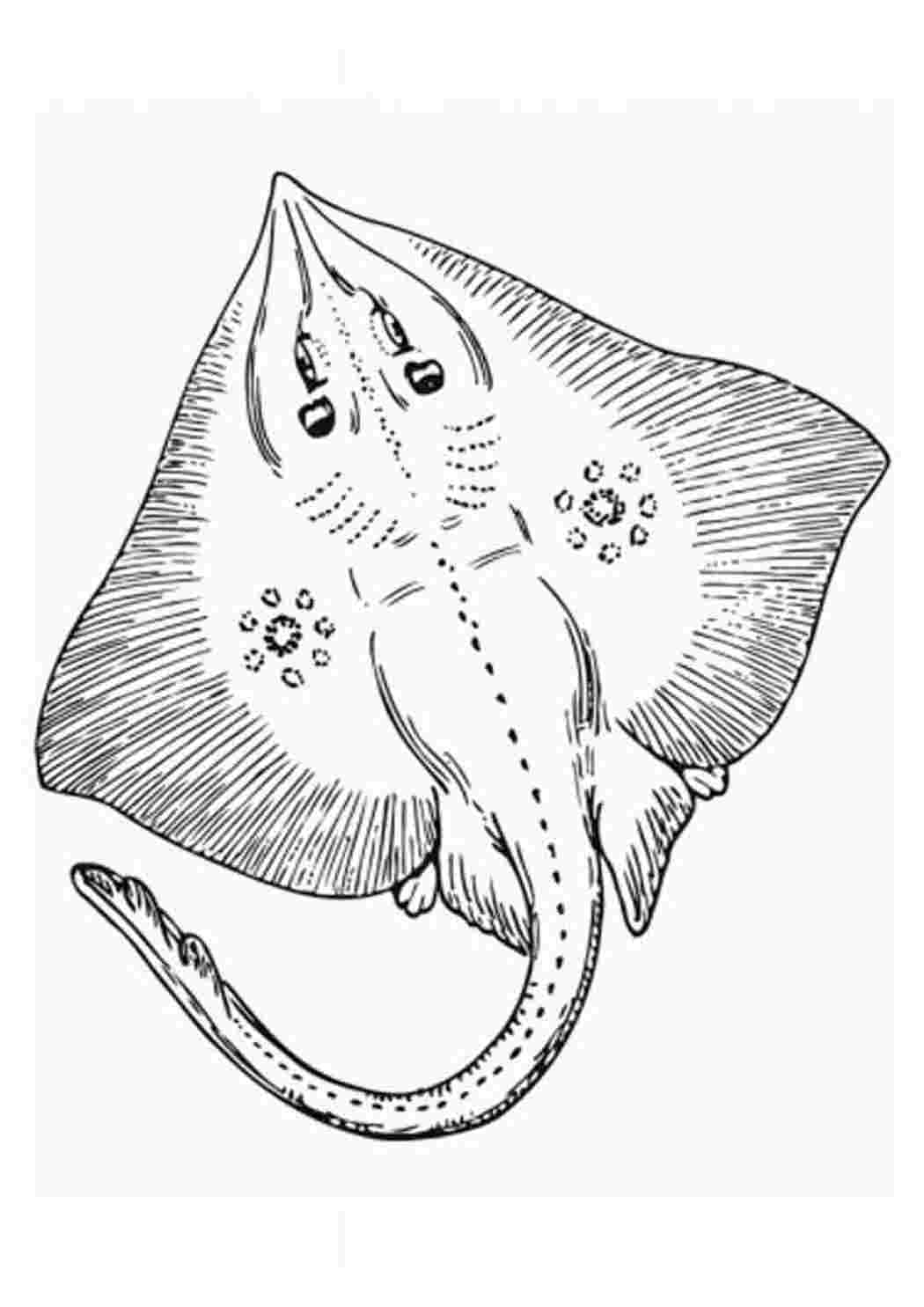 Раскраски раскраски животных раскраска скат. Раскраски в формате А4. раскраски животных раскраска скат. Бесплатно найти раскраску.