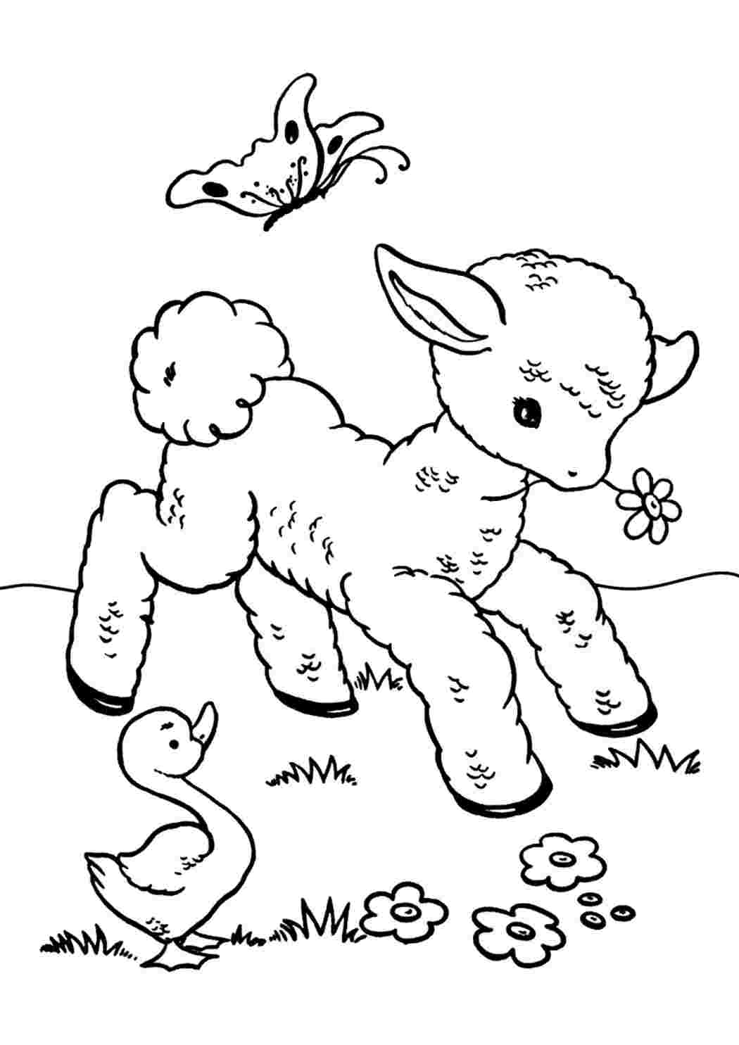 Раскраски животные овечки. Онлайн раскраски. животные овечки. Много раскрасок.