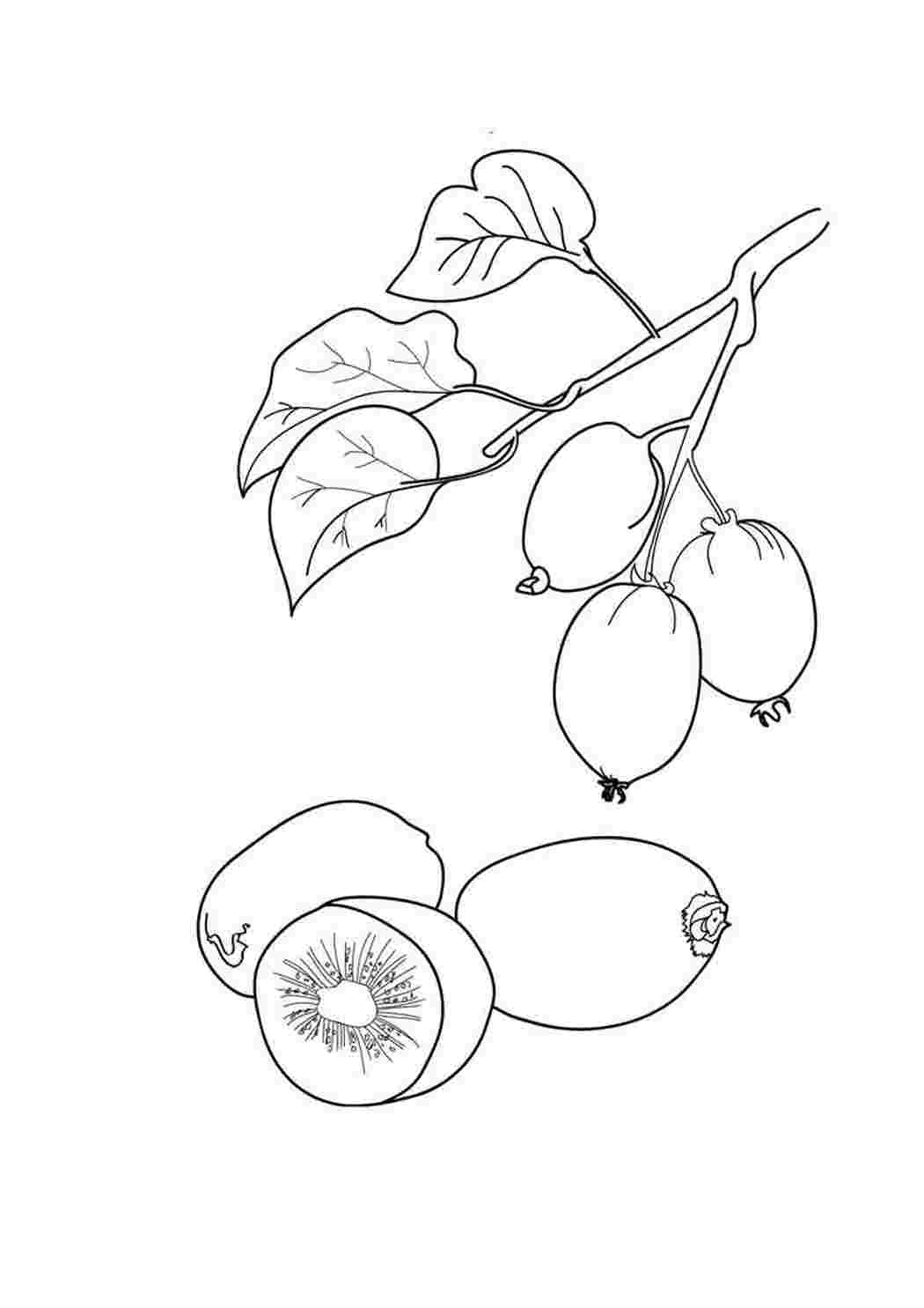 раскраска киви. Бесплатно найти раскраску.