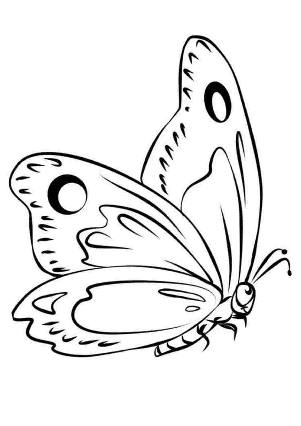 Раскраски Бабочка в полёте. Раскраски в формате А4. Бабочка в полёте. Раскраска.