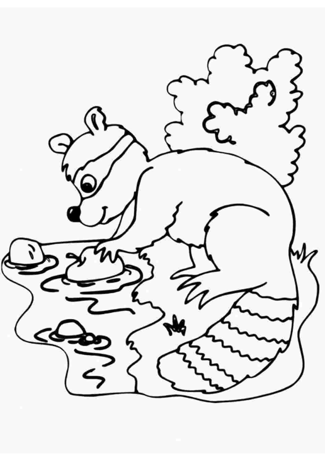 раскраски животные раскраска енот. Много раскрасок.