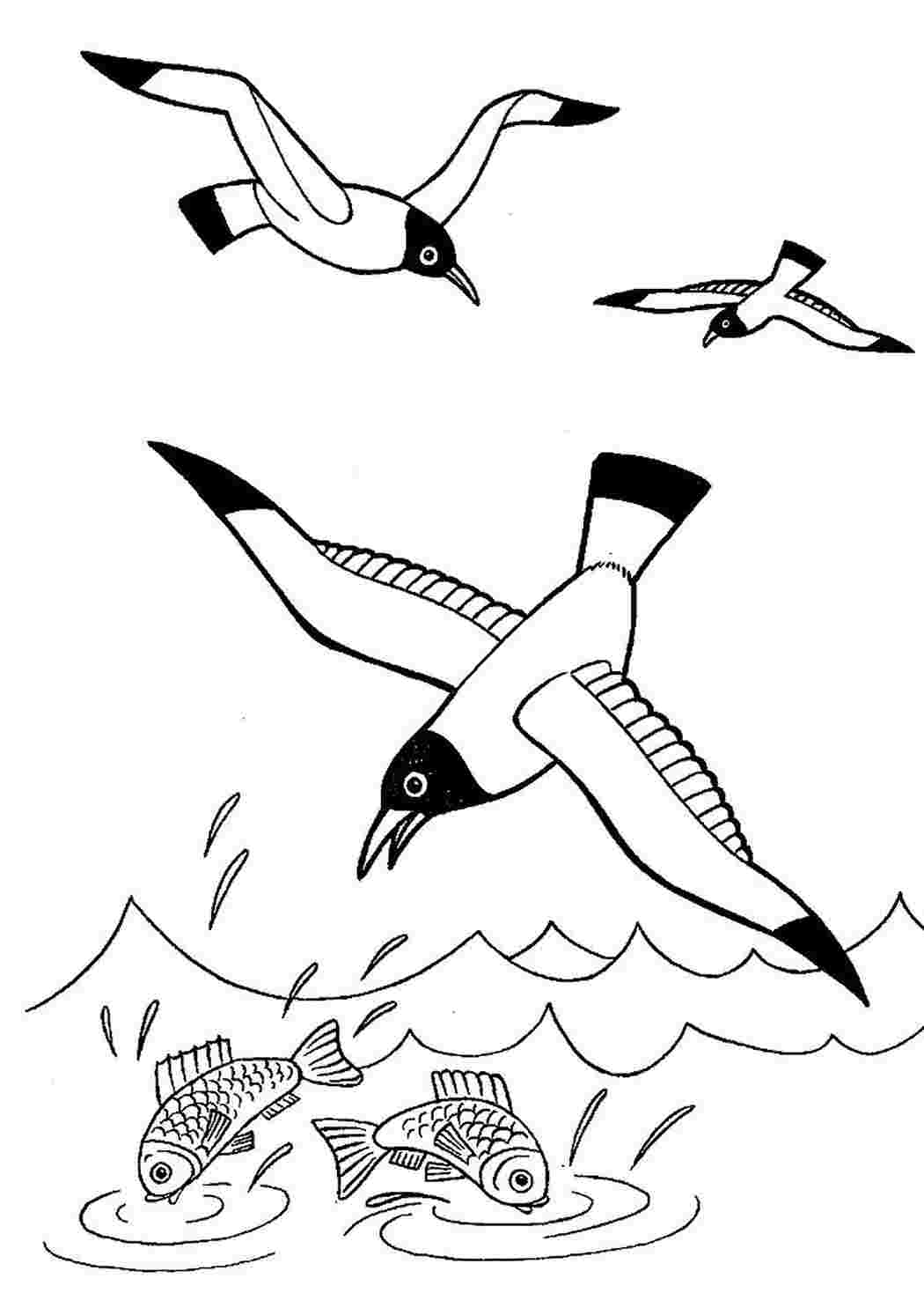 Раскраски Морские чайки. Бесплатно найти раскраску. Морские чайки. Раскраска без регистарции.