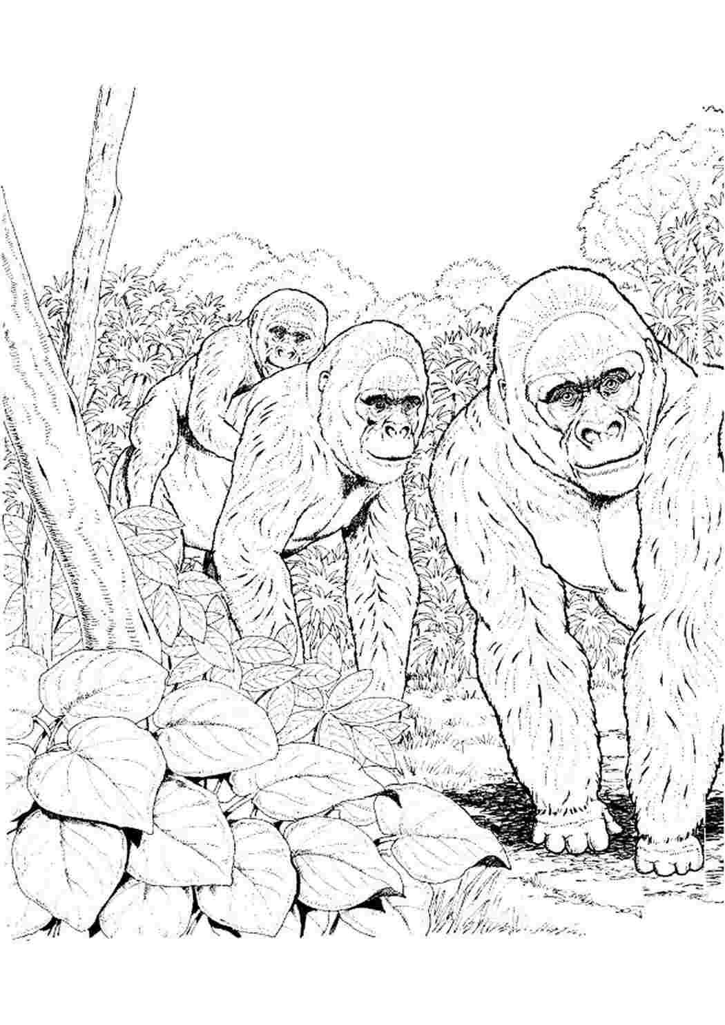 Раскраски раскраска горилла. Раскраски для развития. раскраска горилла. Раскраска для печати.