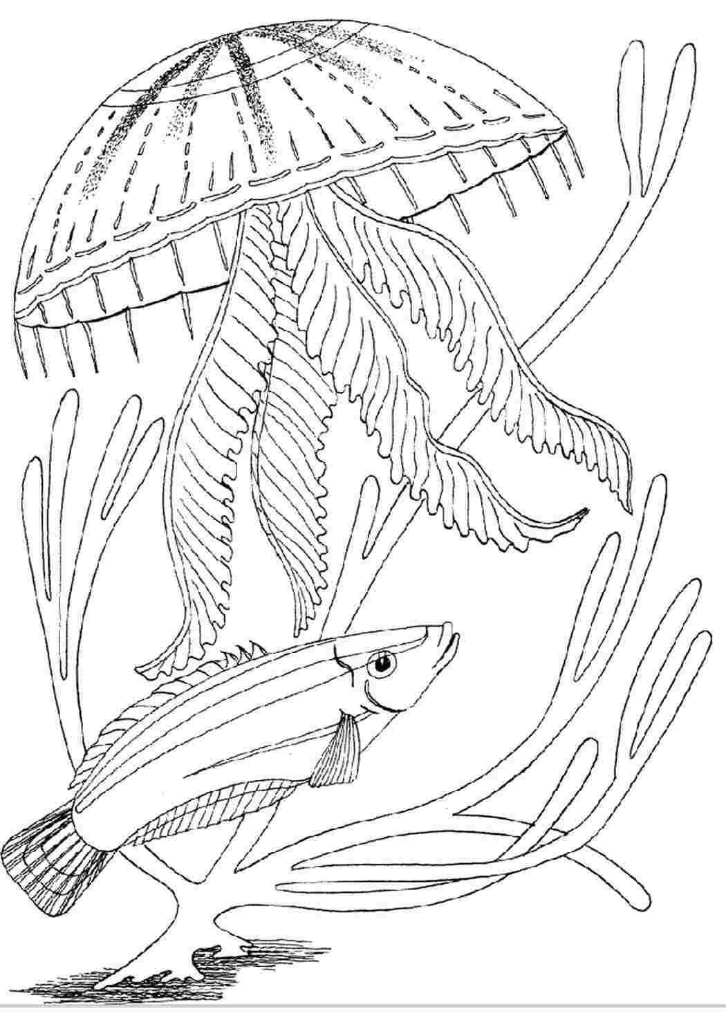 Раскраски Медуза и рыбка. Раскраска для печати. Медуза и рыбка. Разукраски.