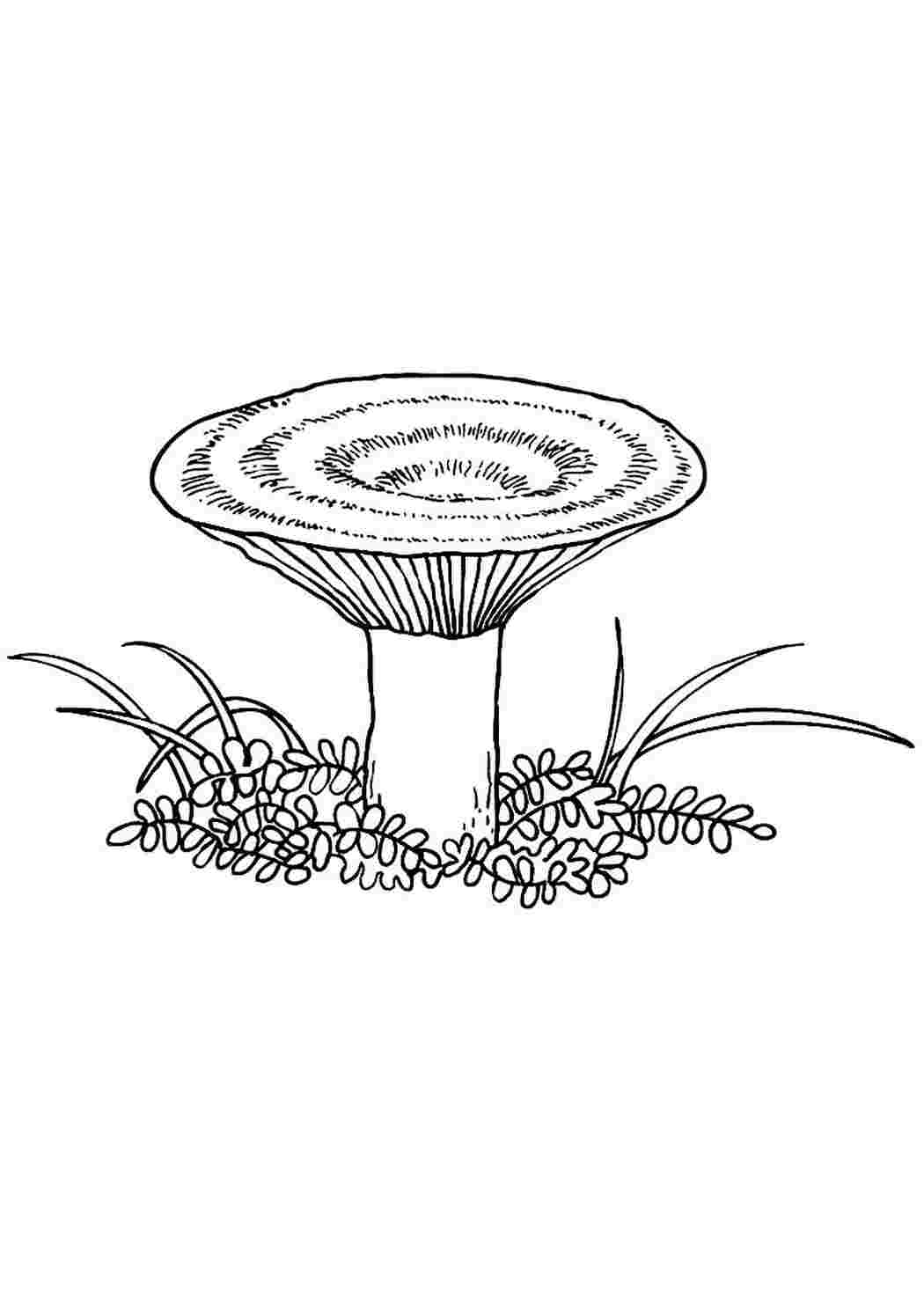 раскраска гриб. Обучающие раскраски.