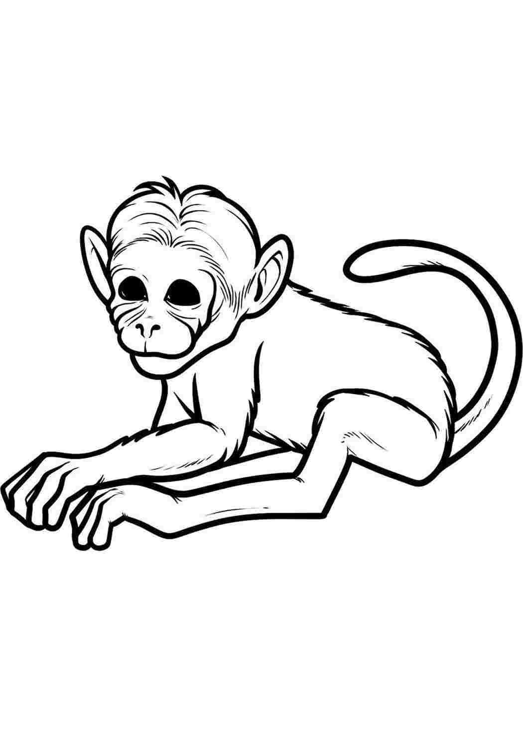 Рисунок обезьяна для детей раскраска (41 фото)