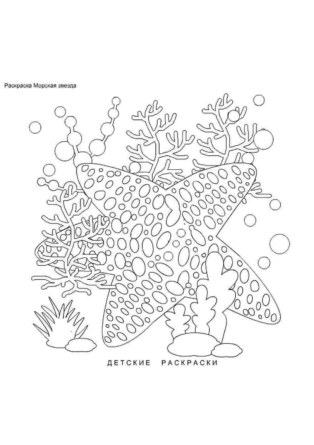 раскраски животные раскраска морская звезда. Распечатать раскраски на сайте.