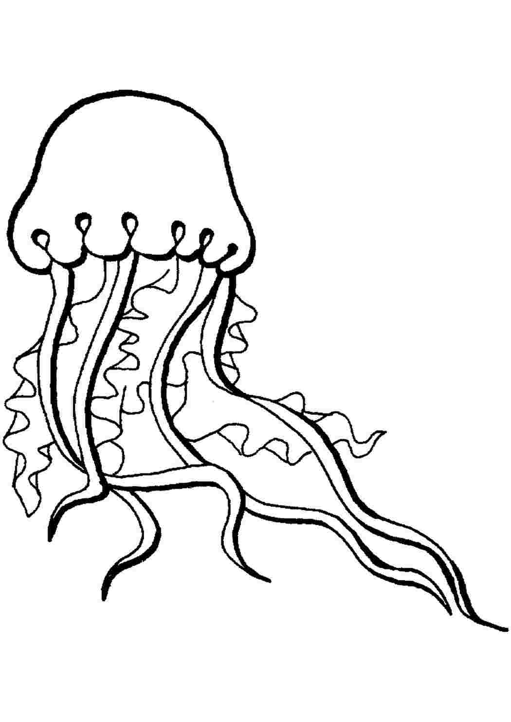 Раскраски Раскраска Раскраска медуза распечатать. Раскраски в формате А4. Раскраска Раскраска медуза распечатать. Бесплатные раскраски.