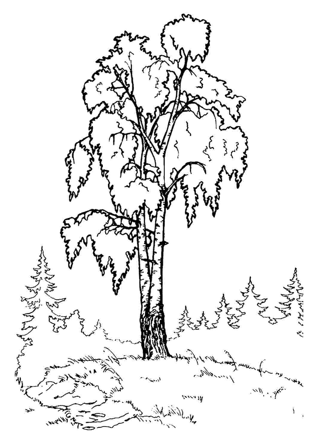 Раскраска береза зимой без листьев - скачать и распечатать в формате А4