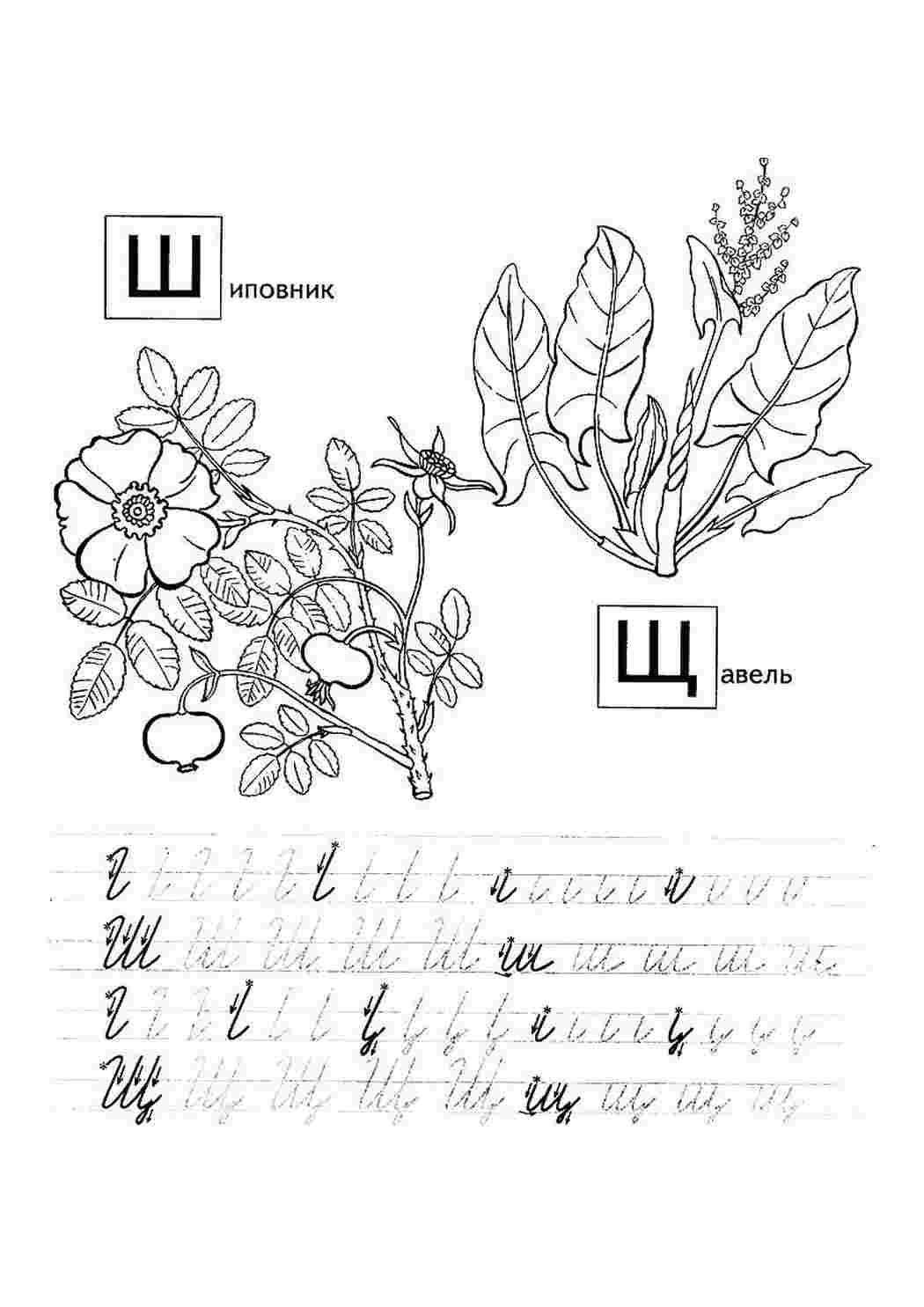 Раскраски раскраска шиповник. Раскраска. раскраска шиповник. Раскраски.
