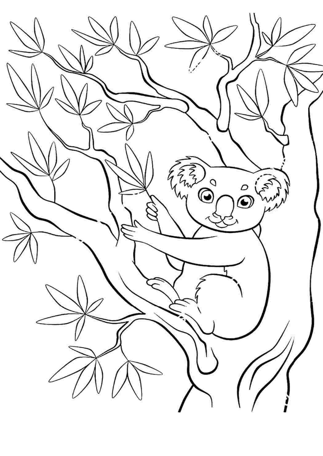 раскраска коала. Бесплатные раскраски.
