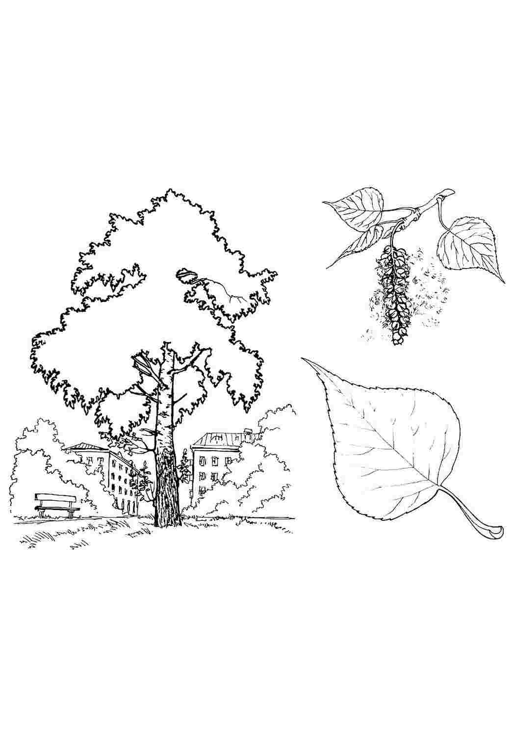 Раскраски раскраска тополь. Раскраска для печати. раскраска тополь. Развивающие раскраски.