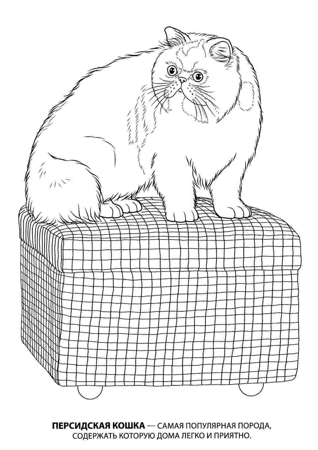Раскраски Персидская кошка. Обучающие раскраски. Персидская кошка. Раскраска.