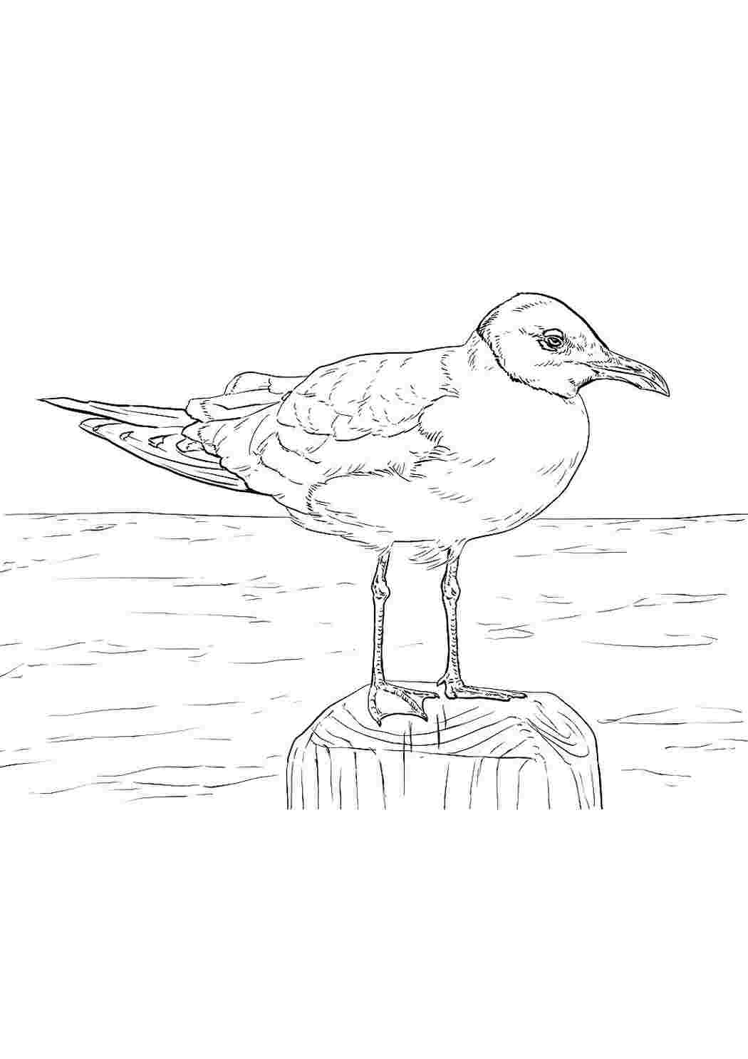 Seagull (Gull) | Coloring book for children 3, 4, 5, 6, 7, 8 years old: 2 coloring pages