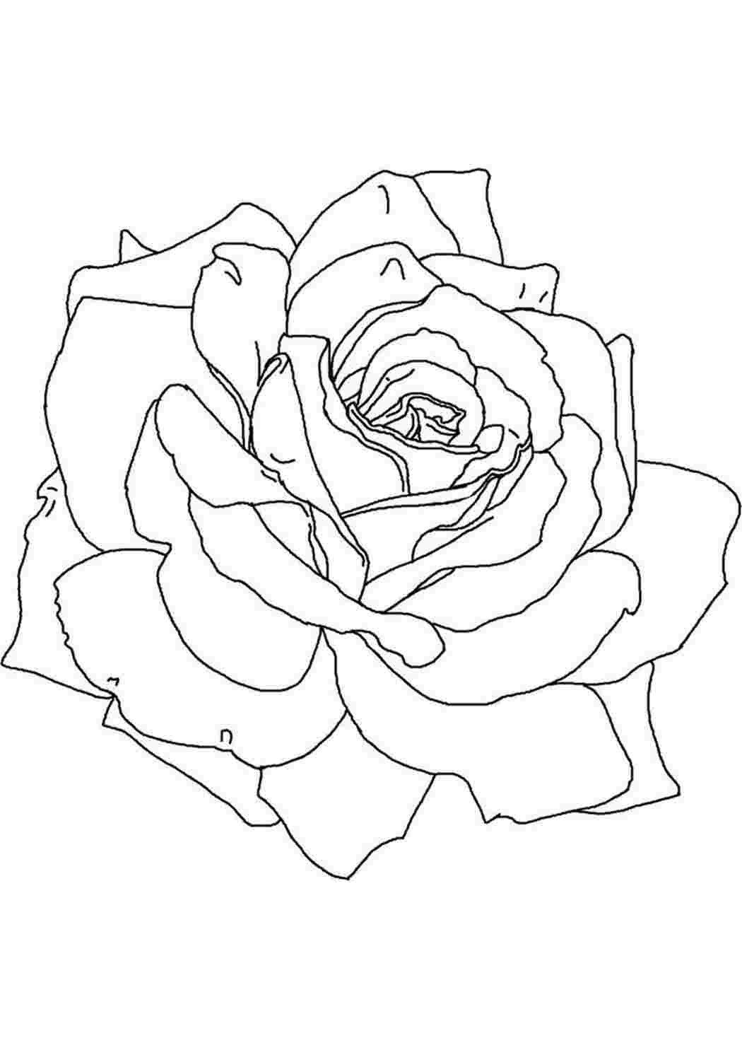 Раскраски Крупная Роза. Обучающие раскраски. Крупная Роза. Распечатать раскраски на сайте.