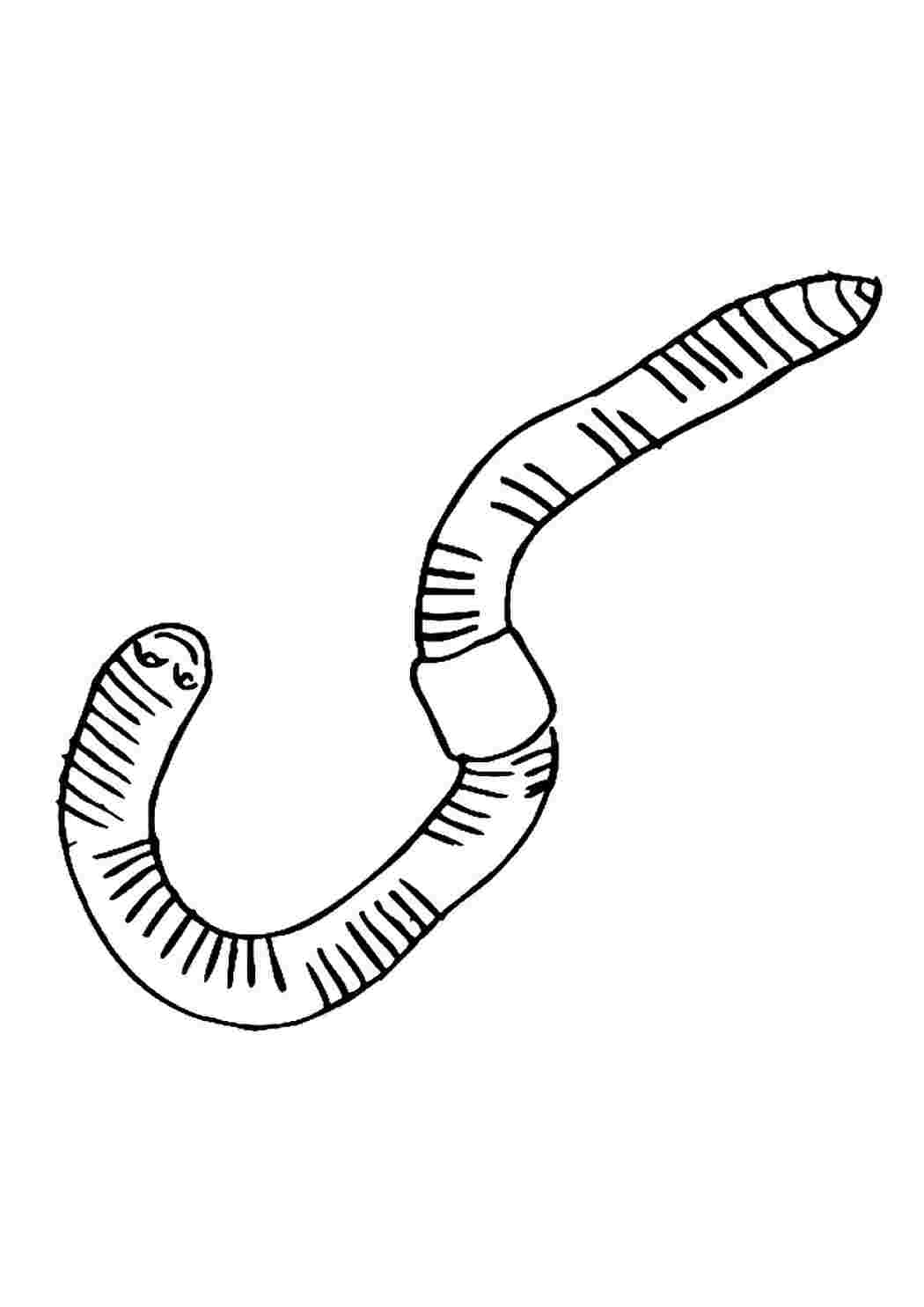 Worms-snake coloring pages