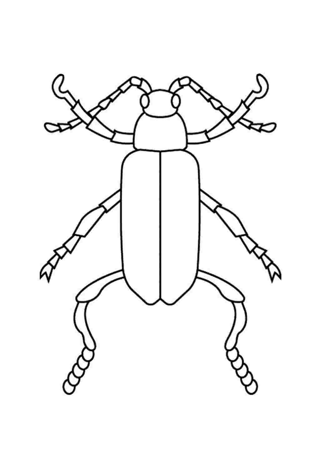 Раскраски насекомые жуки. Картинки раскраски. насекомые жуки. Хорошие раскраски.