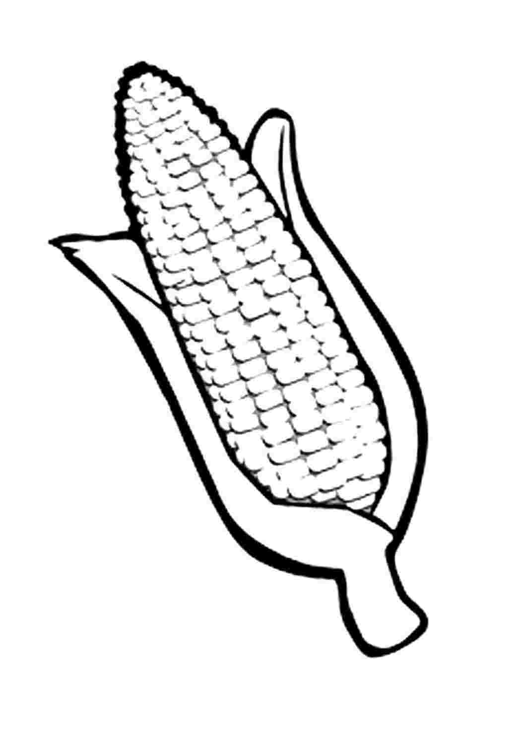 Раскраски раскраска кукуруза. Распечатать раскраски на сайте. раскраска кукуруза. Раскраски в формате А4.