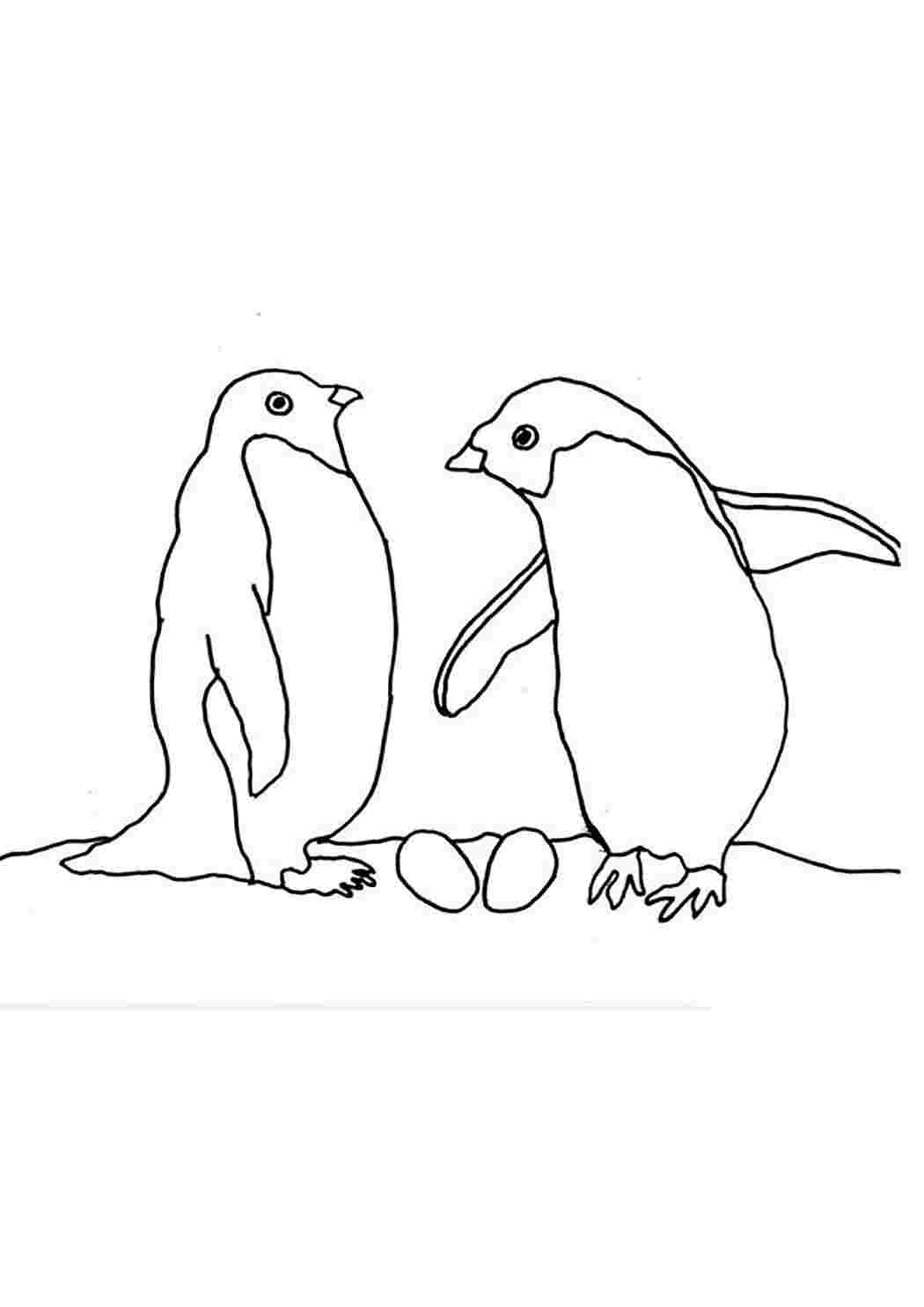 Раскраска Рисунок пингвина распечатать - Пингвины