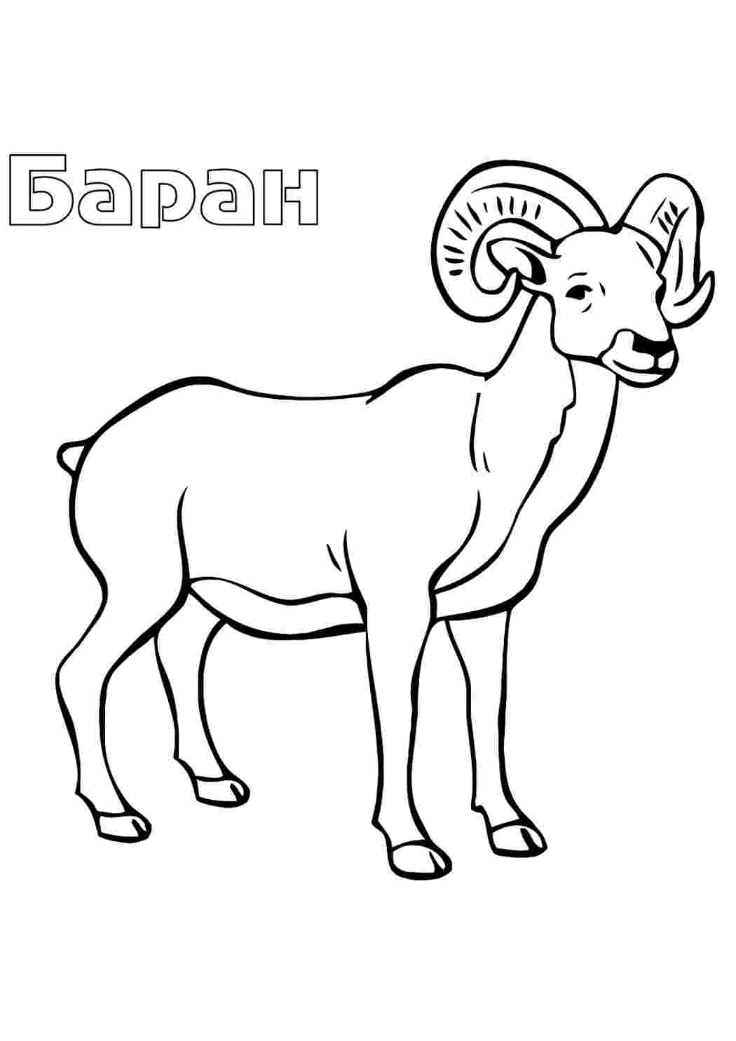 Раскраски Горный баран. Распечатать раскраски на сайте. Горный баран. Скачать раскраски.