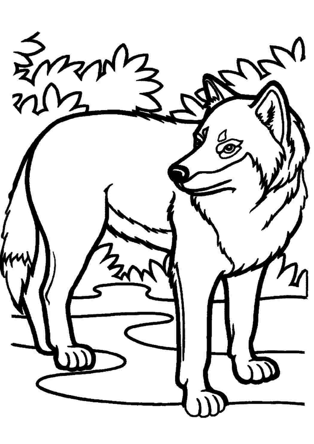 Раскраска волк – Развивающие иллюстрации