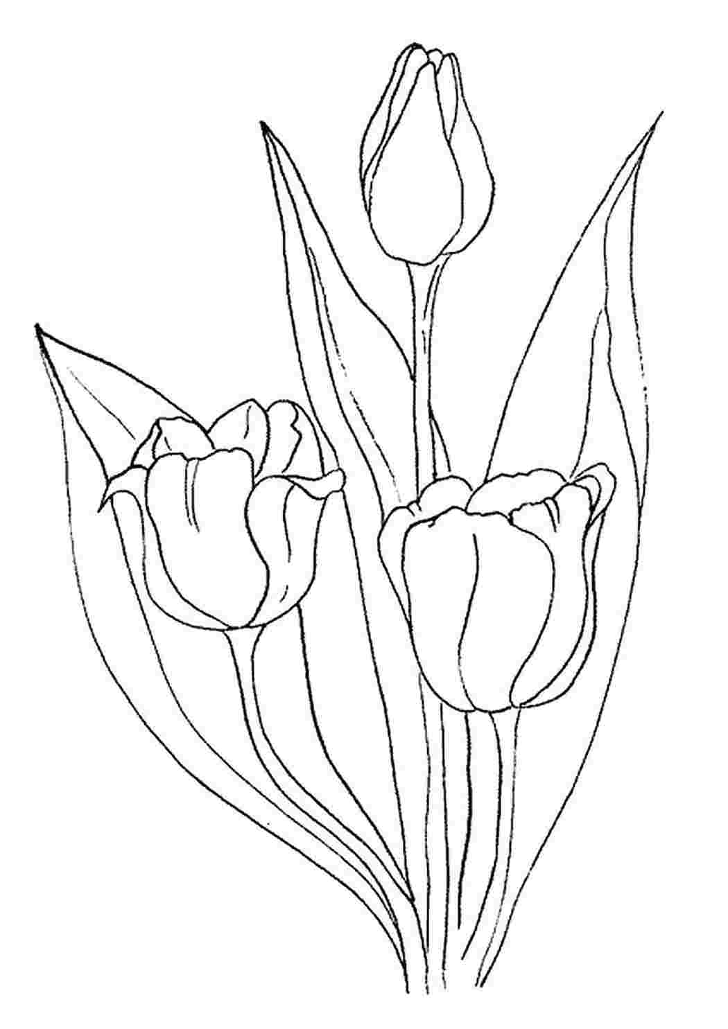 Раскраски раскраска тюльпан. Раскраски для развития. раскраска тюльпан. Лучшие раскраски.