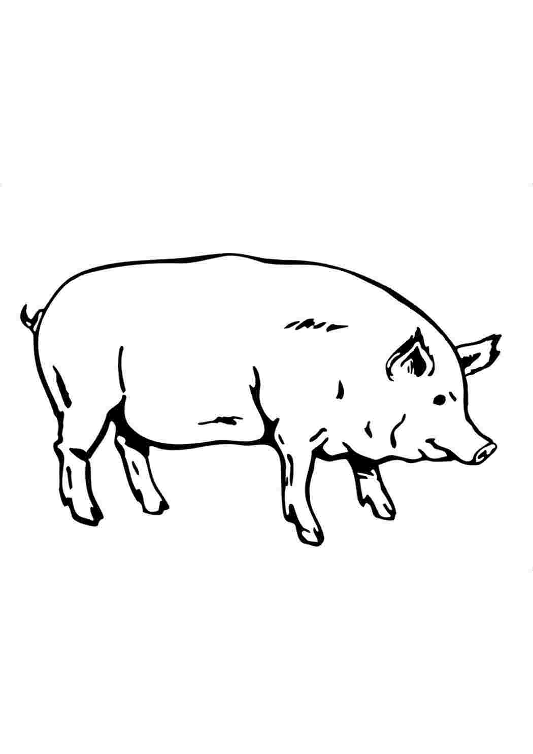 Свинья раскраски. домашний скот - векторное изображение клипарта
