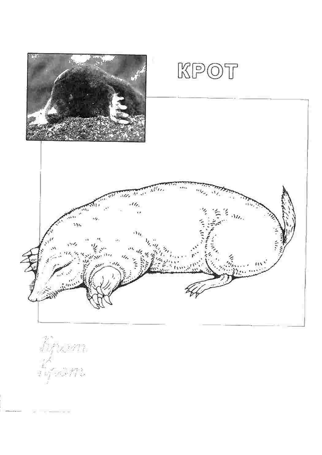 раскраски животные раскраска крот. Много раскрасок.