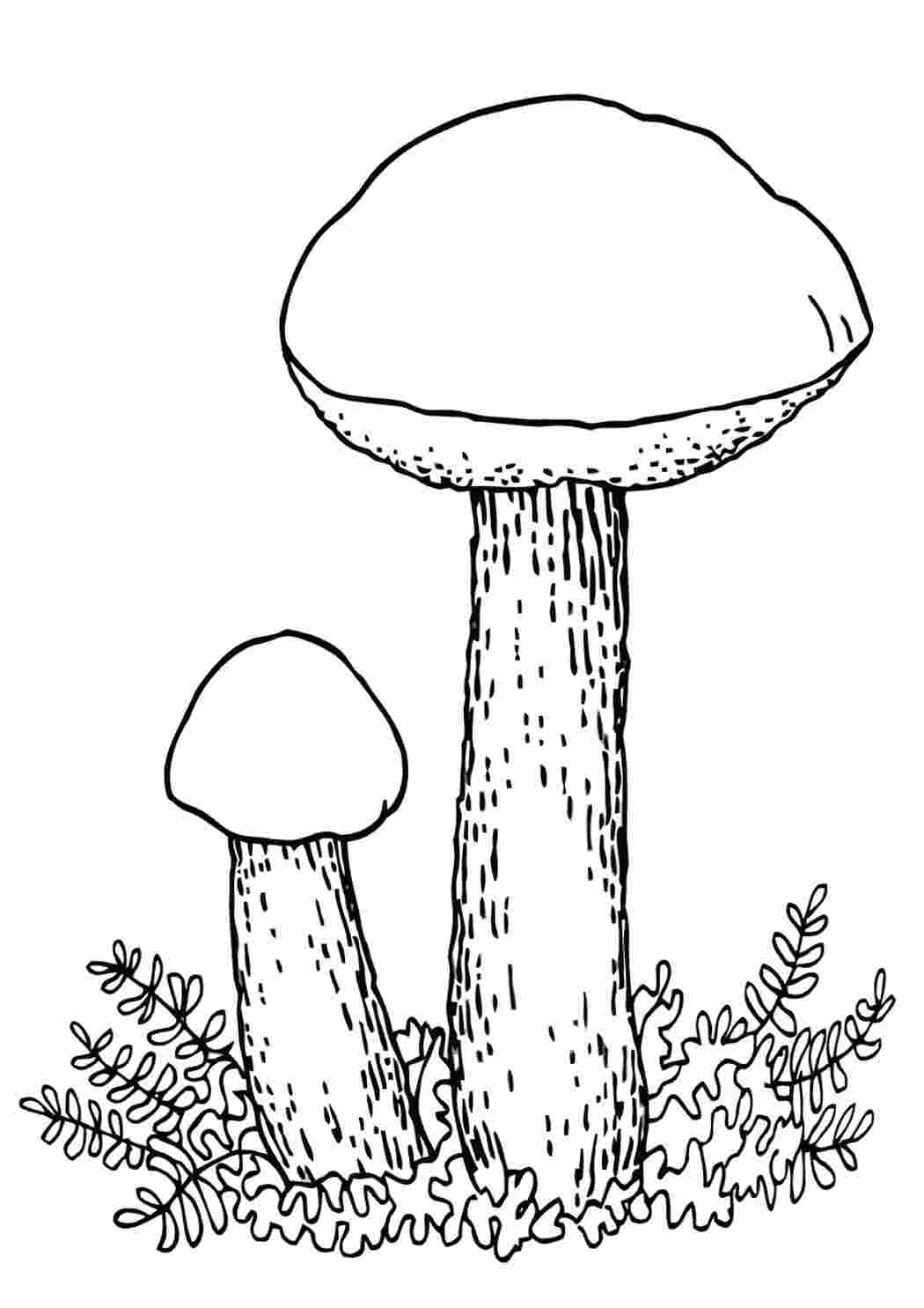 Как нарисовать подберезовик грибы | Раскраски, Рисунки, Грибы