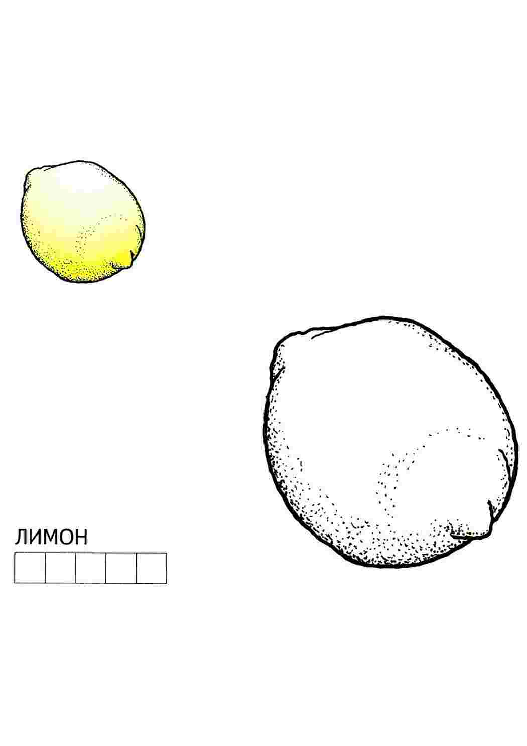 раскраска лимон. Черно белые раскраски.