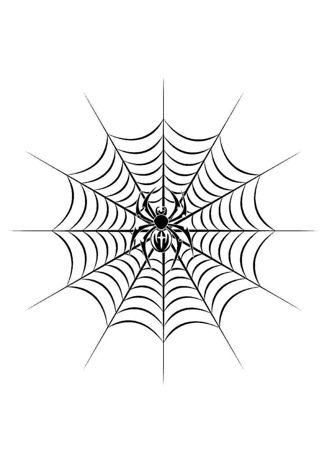 Раскраска Паук плетёт паутину распечатать или скачать