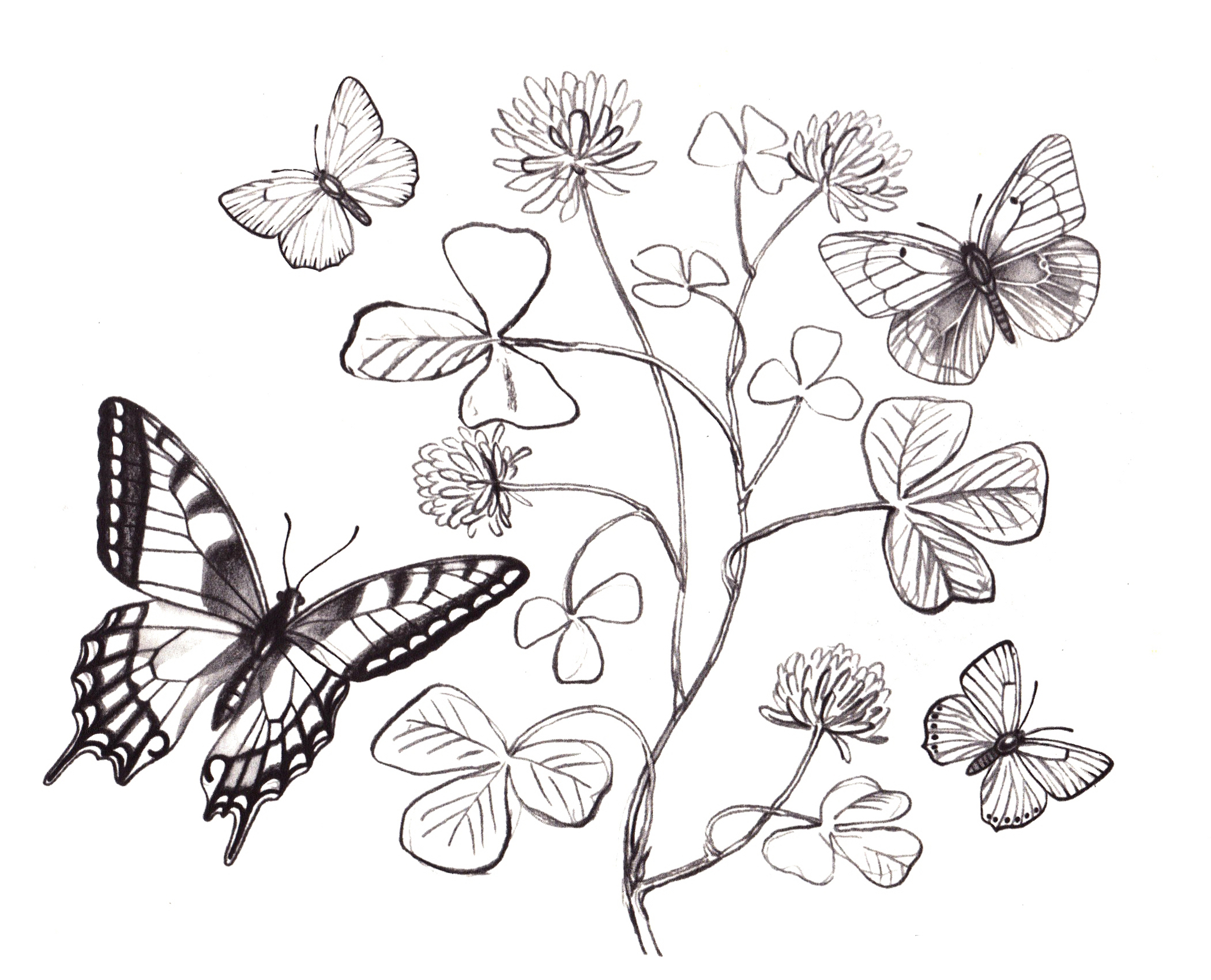 Раскраски Бабочки. Онлайн раскраска. Бабочки. Сайт с раскрасками.