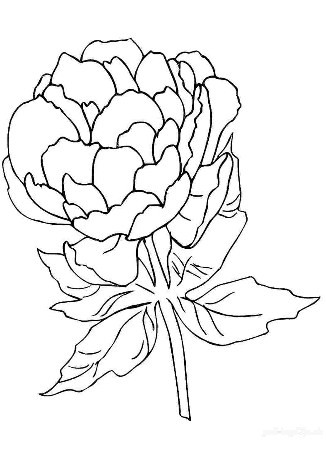 Раскраски по номерам Цветок пиона (BK-GX37466) (Без коробки)
